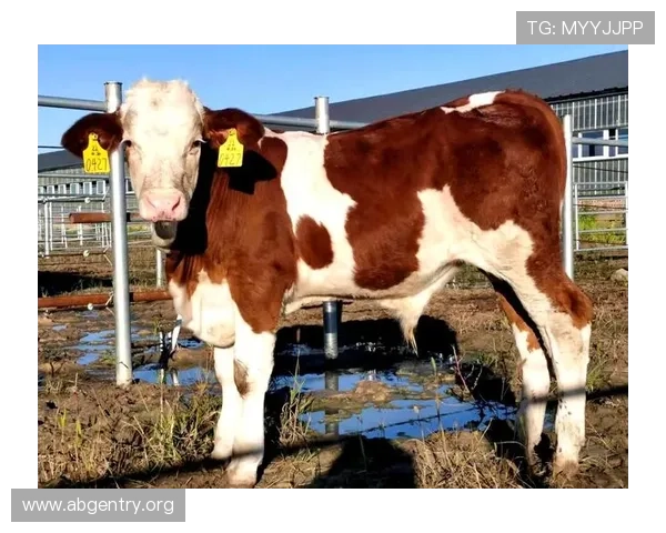 欧博ABG代理入口最新优惠活动及注册福利详细介绍